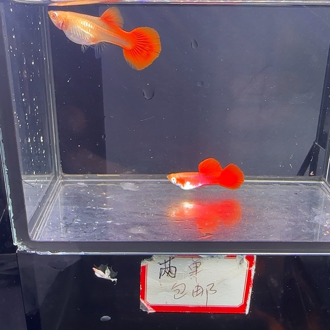孔雀鱼血红小圆尾一对