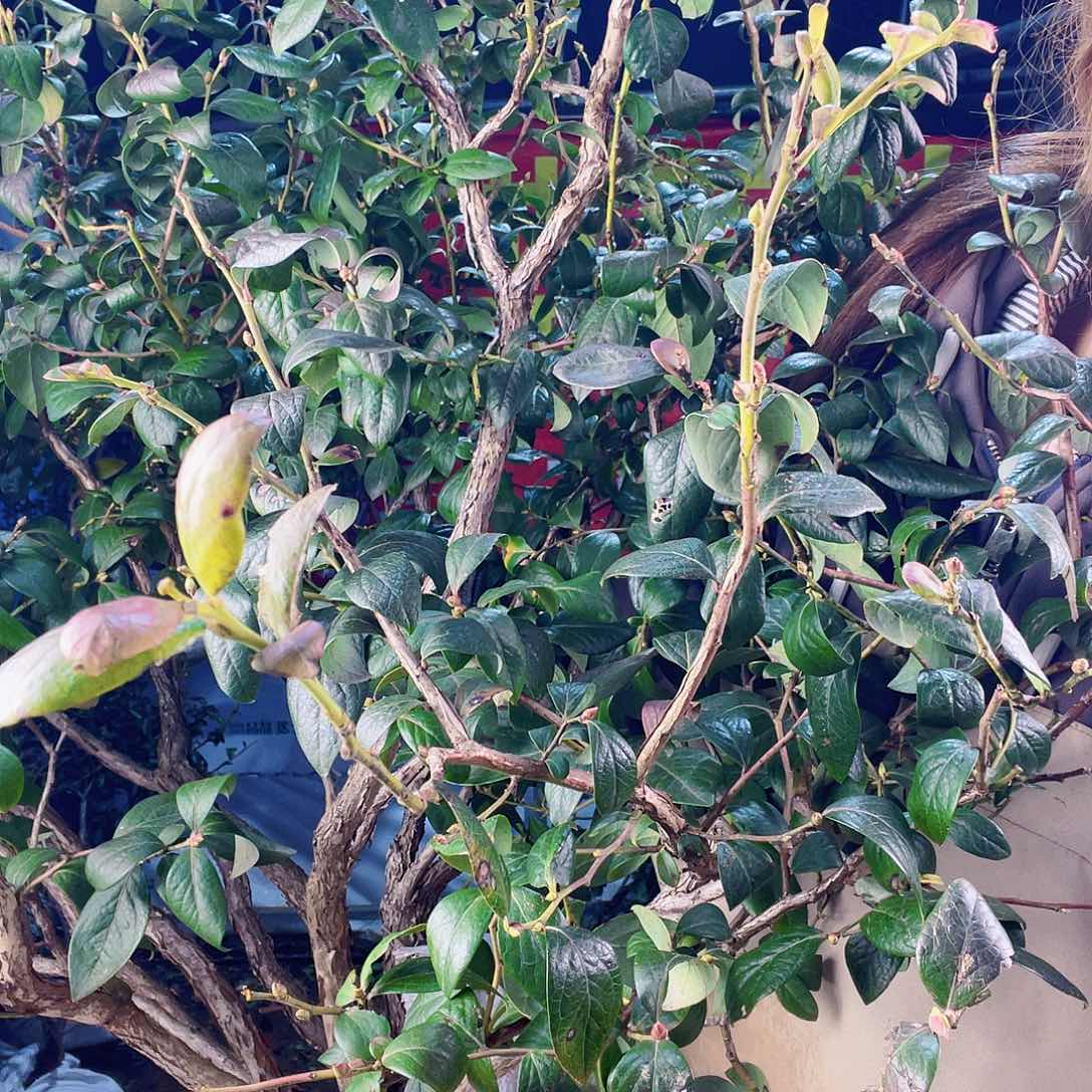 完全开放大果纯甜可口