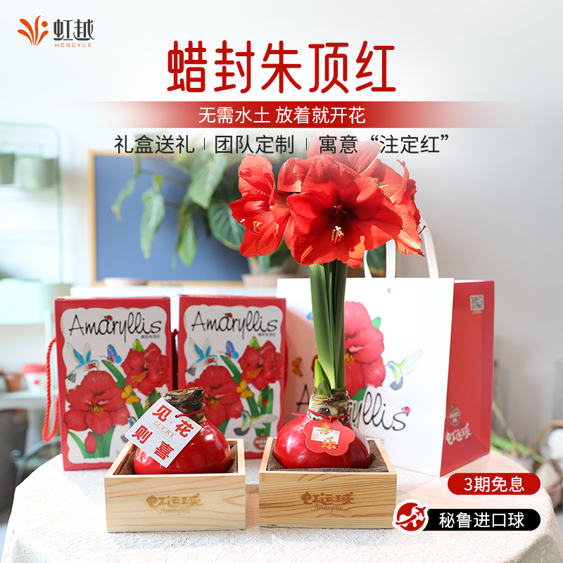 虹越蜡封朱顶红种球蜡球进口节日礼物中秋国庆节易养学校植物盆栽