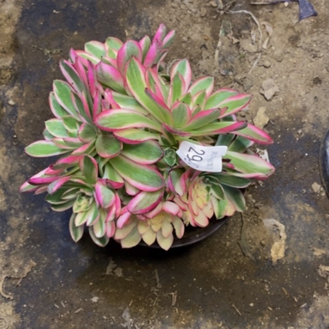 倾城多肉植物2949