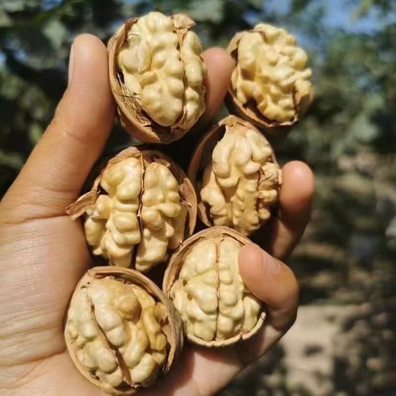 云南下山薄皮核桃