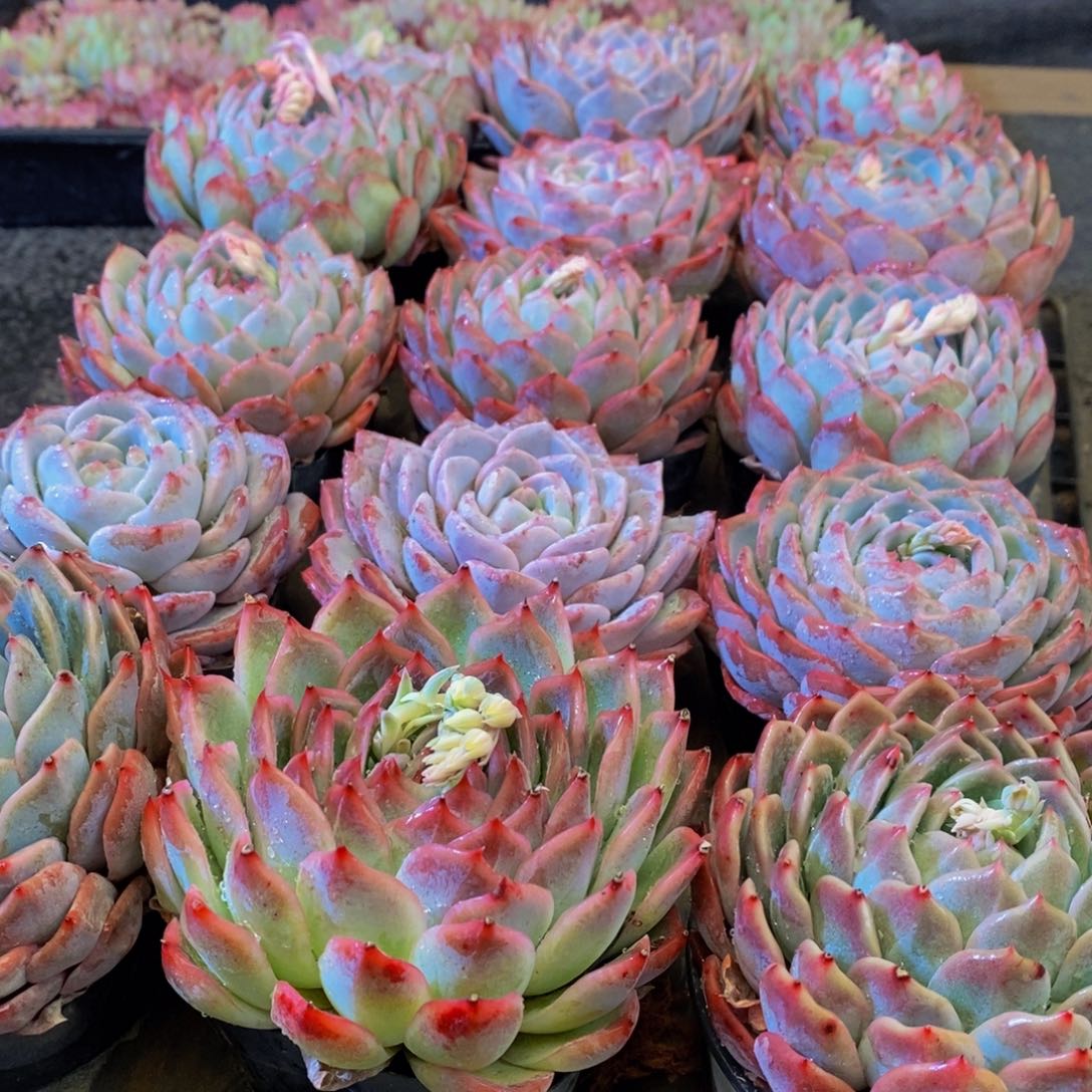 162多肉植物保护研究所所长助理研究员