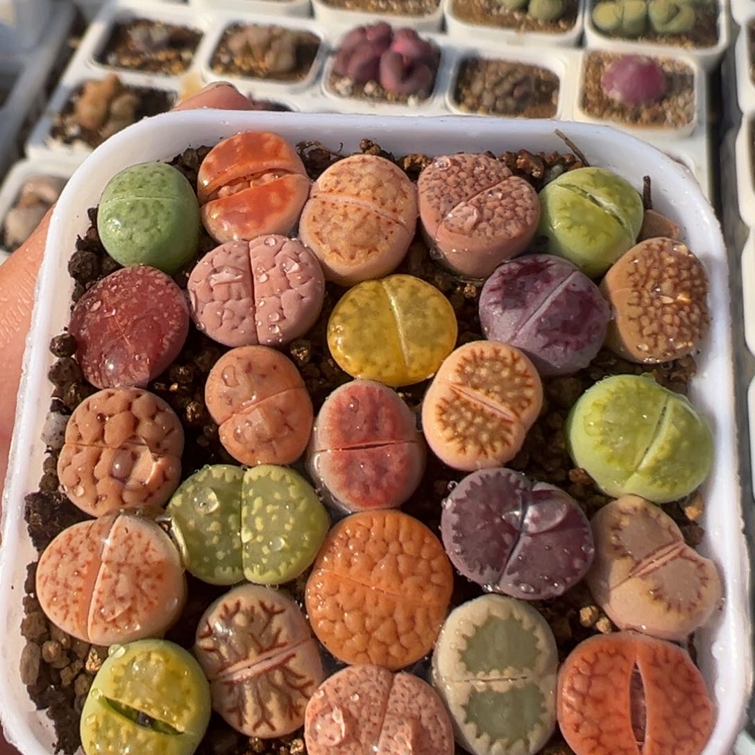 46多肉植物百科知识