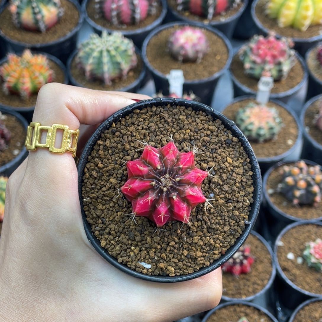 米哈星球00000000009