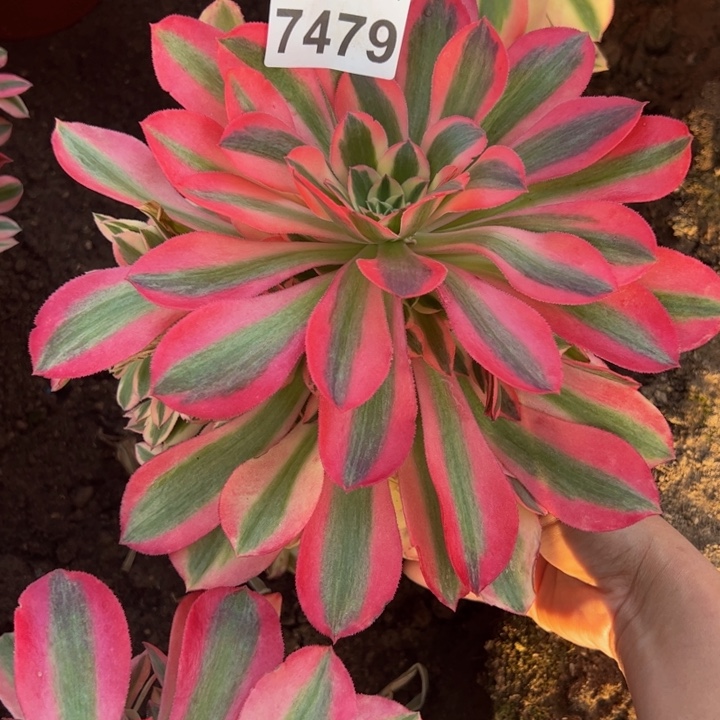 7479女巫水庄多肉植物