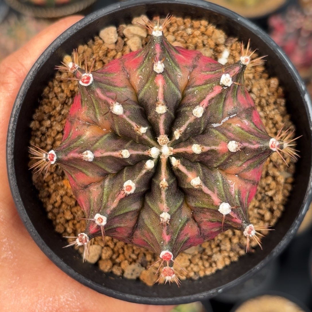 泰系米哈实生仙人球120