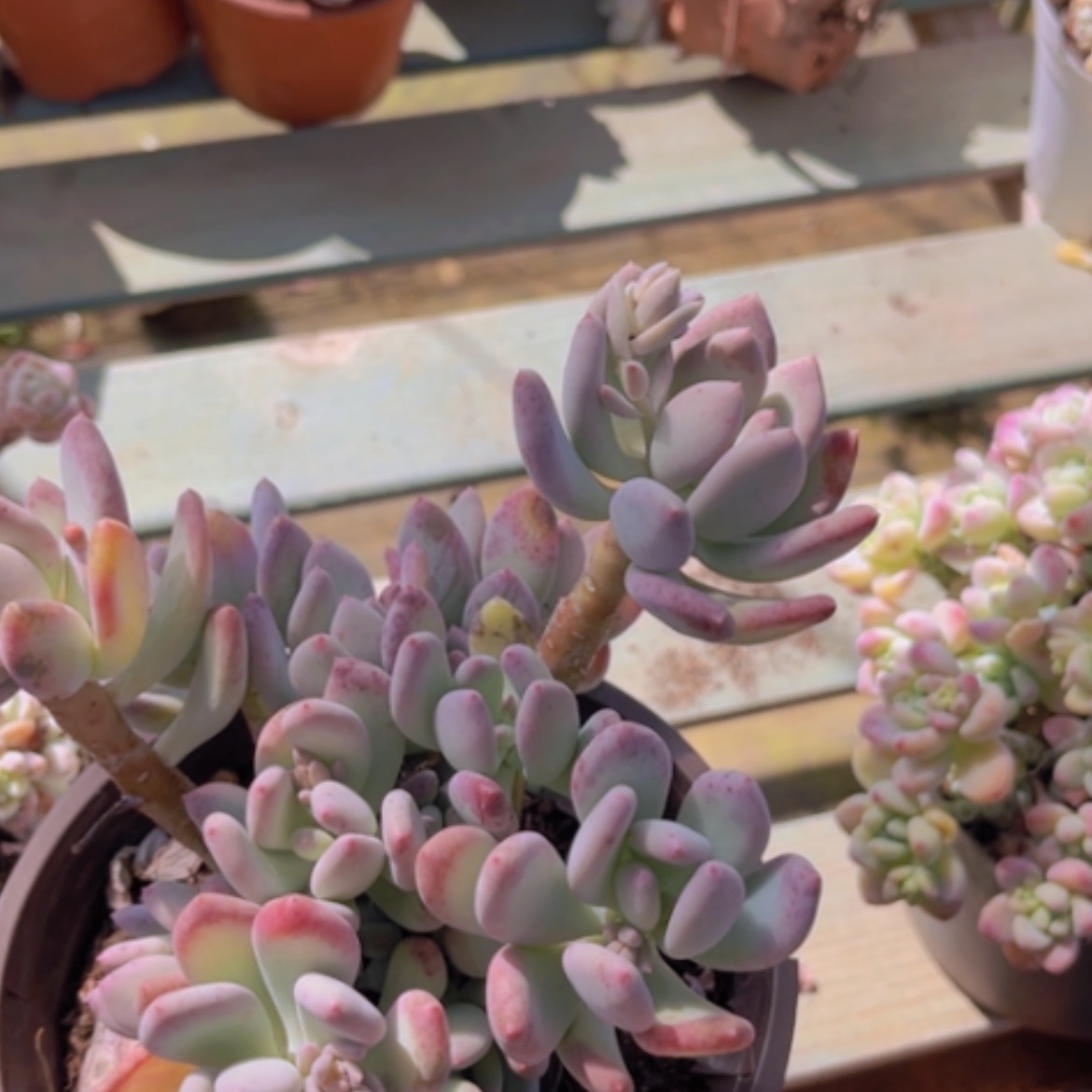 【闪购商品】三日月美人1334