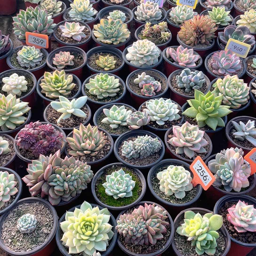 七***~两个雪域花脸多肉盲派