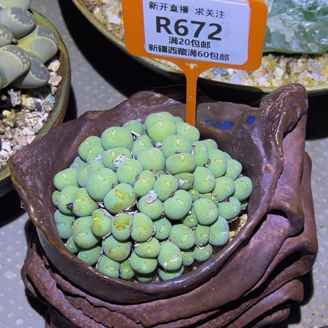 大***潘672 生石花一物一拍大群生