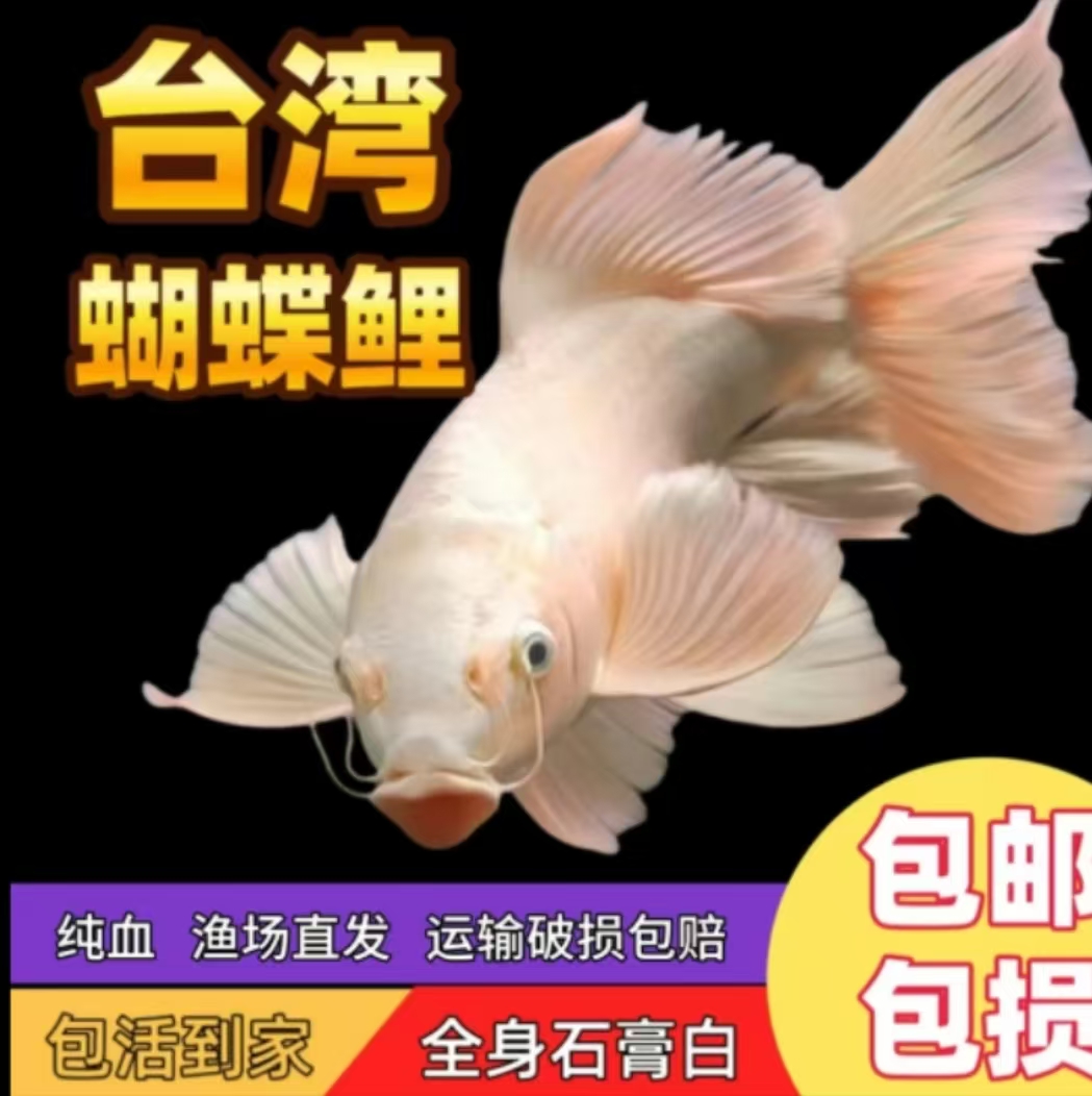 【直播间一物一拍】观赏鱼水族活体蝴蝶鲤普身蝴蝶鲤普身