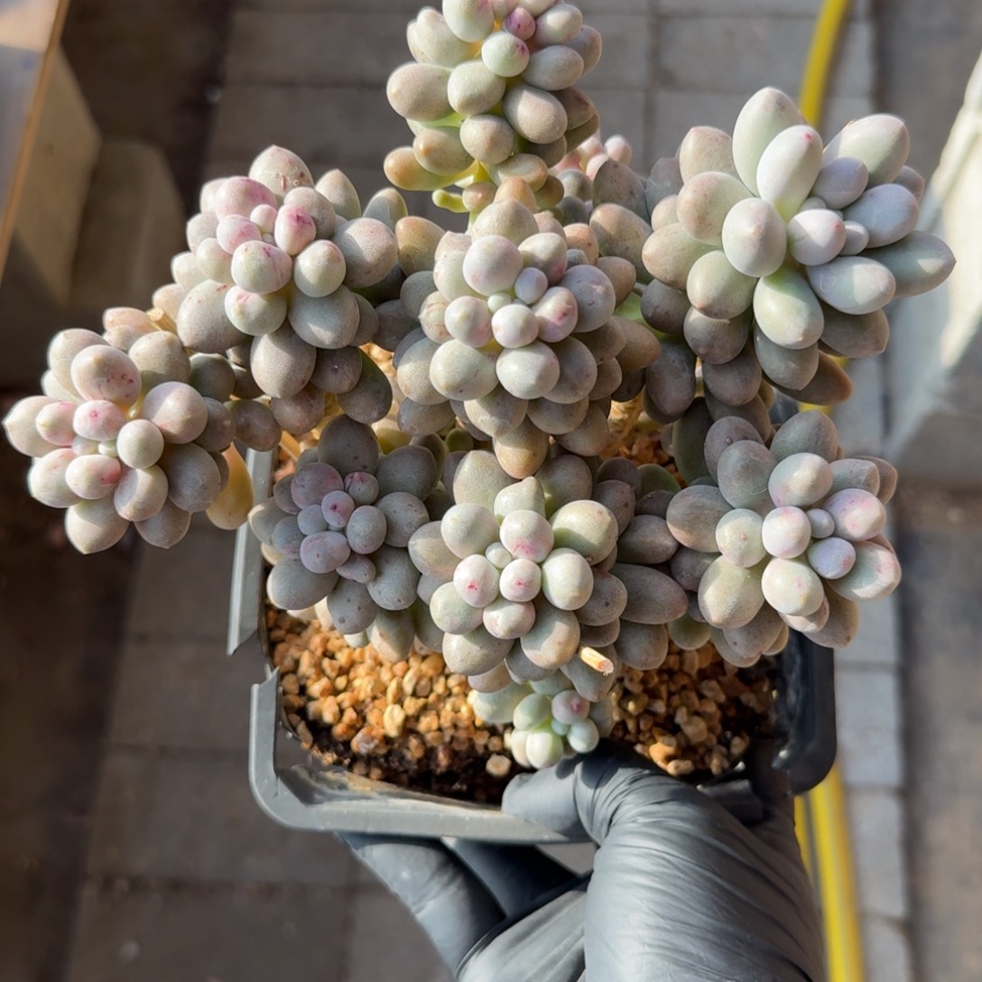 桃花奶3333333333333333