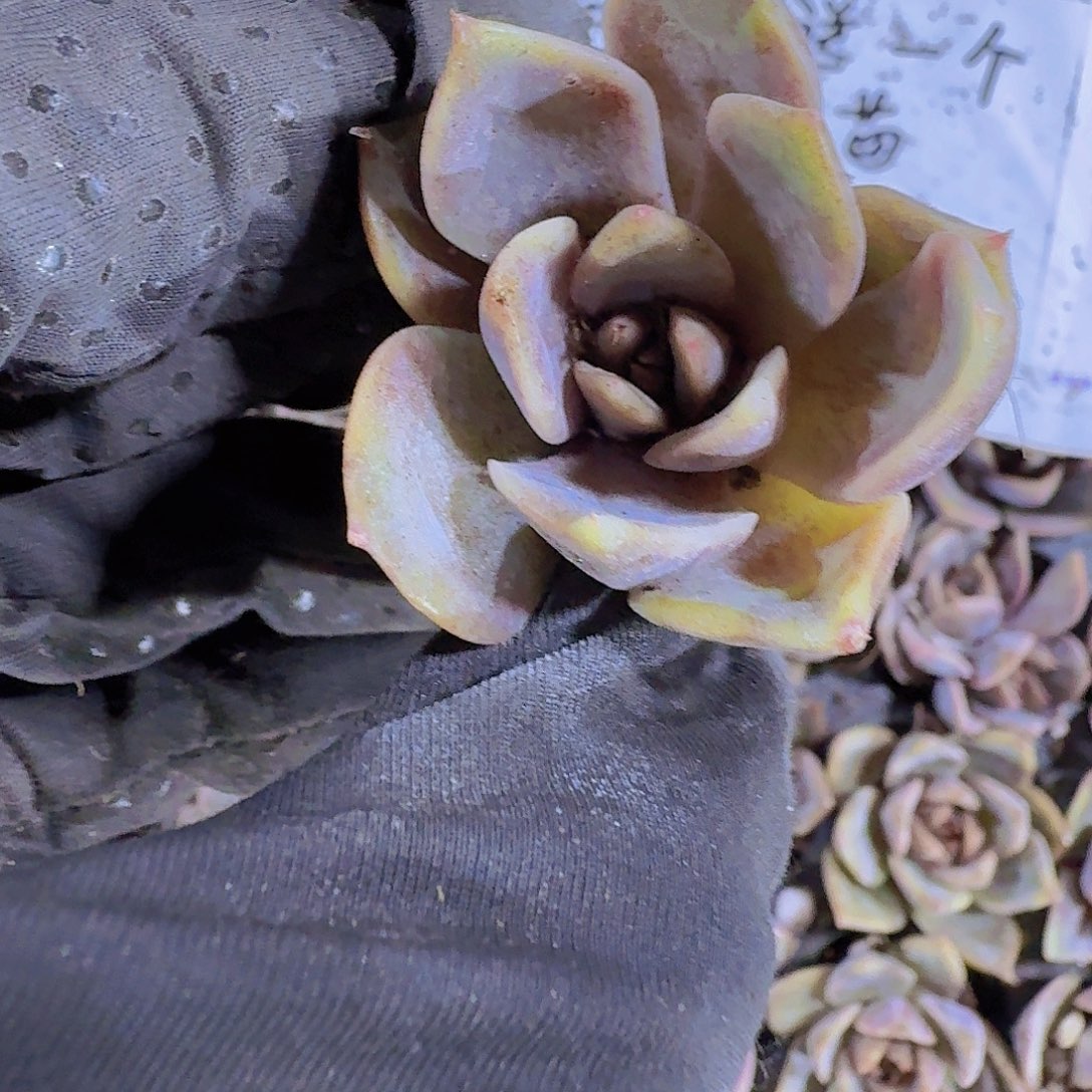 水晶玫瑰两颗一组