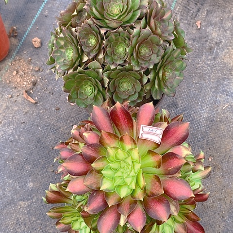 芳***园186法师2棵多肉植物