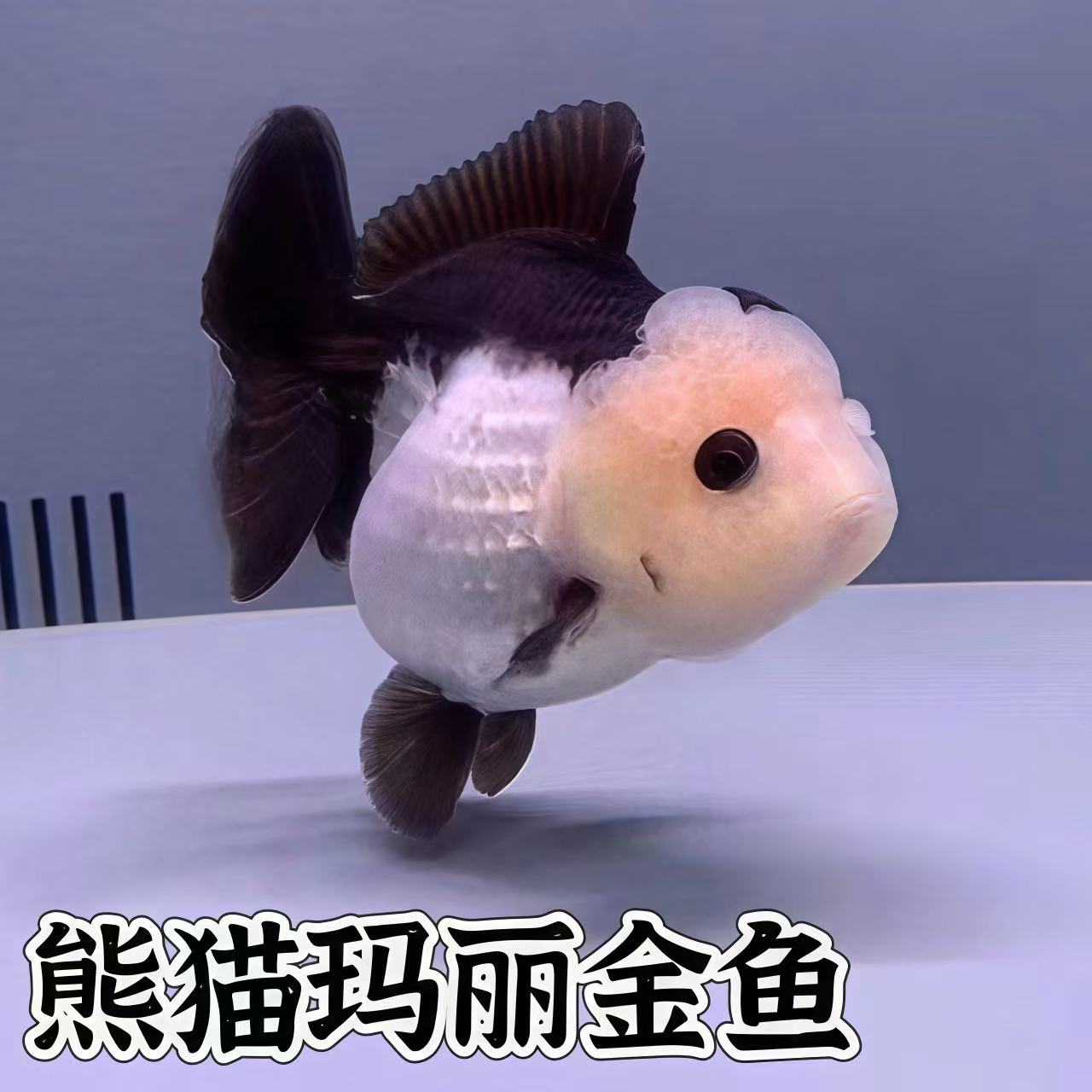 观赏鱼活体冷水鱼好养耐活淡水鱼小型鱼