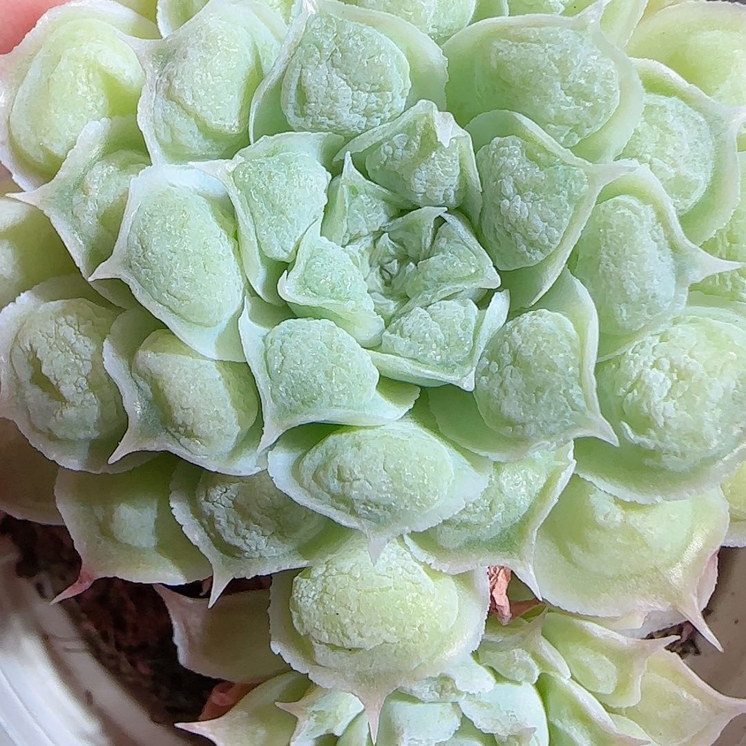 1109-----167雨滴优选