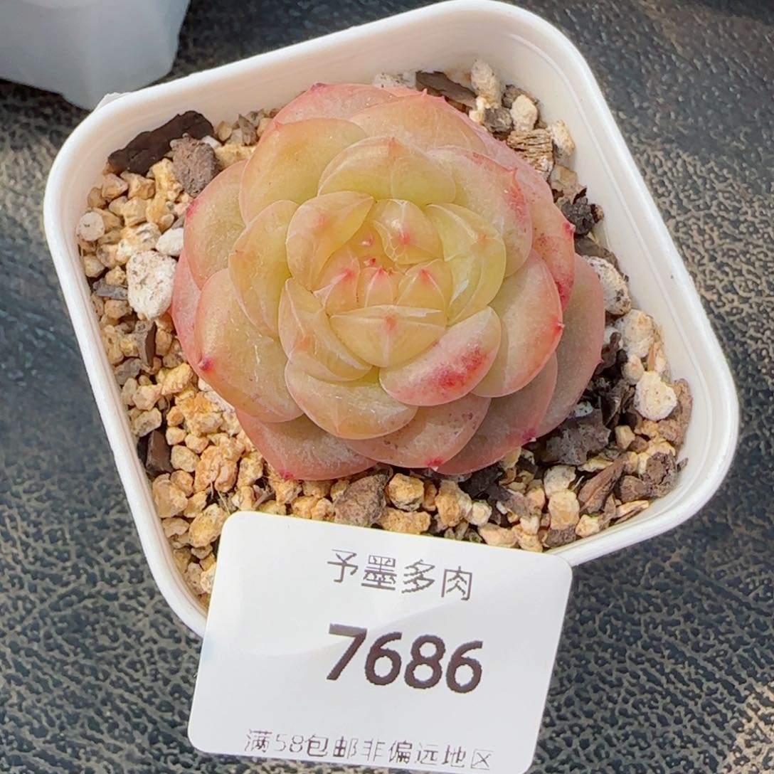 孤品珍妮，7686多肉植物