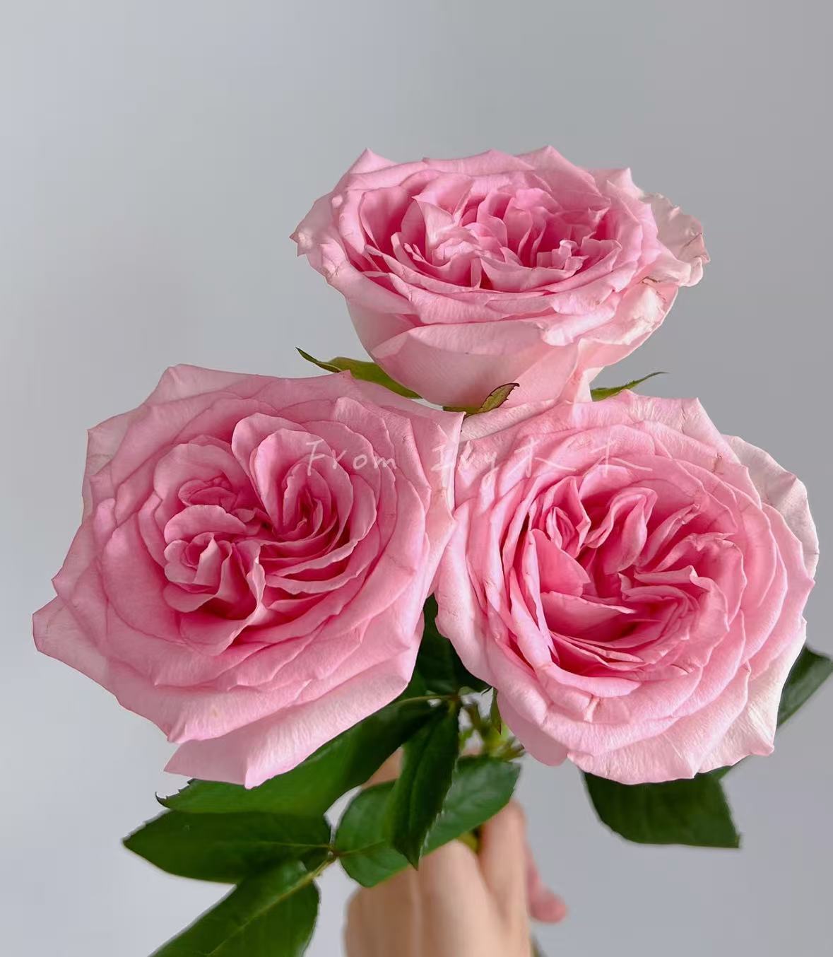 【方德50cmB桃红雪山AK】单头玫瑰10枝    |全场任意满两单鲜花包邮