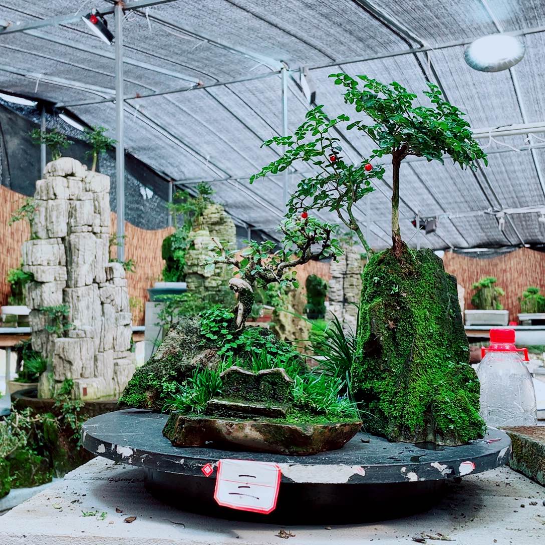 当前无花栽培后可以开花