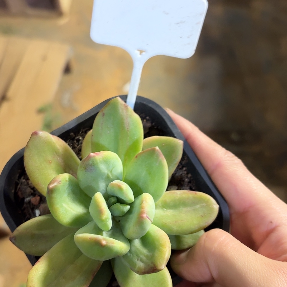 海洋之歌石化99999999999999999