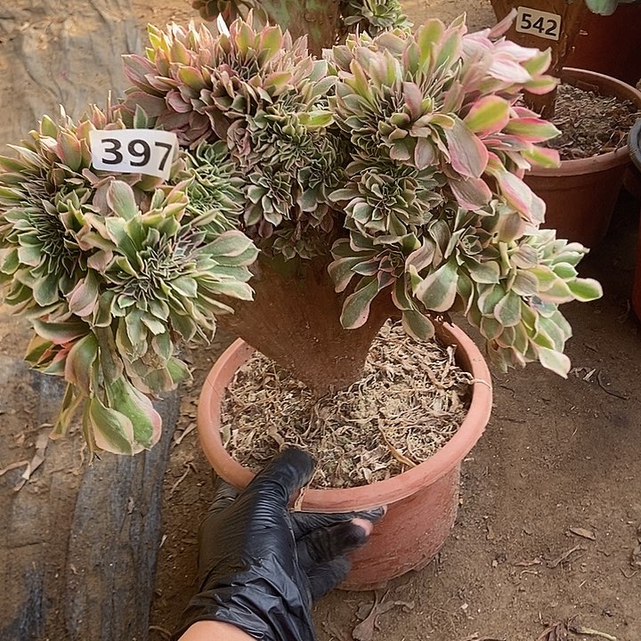 397女神缀化老板子法师