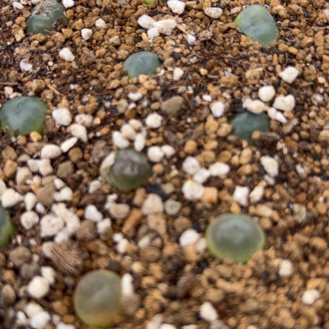 量拍拉登杂交一颗。多肉