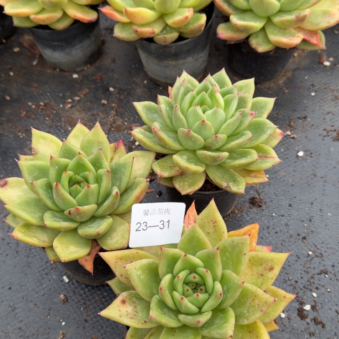 黄金体东云杂交梦露三颗量拍发货23-3