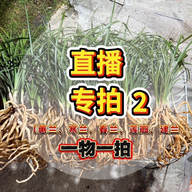 蕙兰、寒兰、春兰直播间正品兰花一物一拍2（请勿乱拍）