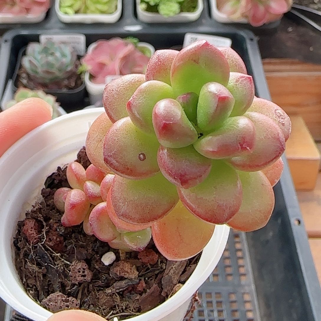 多肉0705-45福利福利