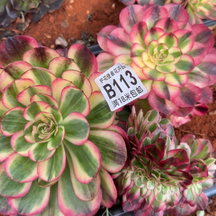 多肉 套餐福利海胜多肉法师