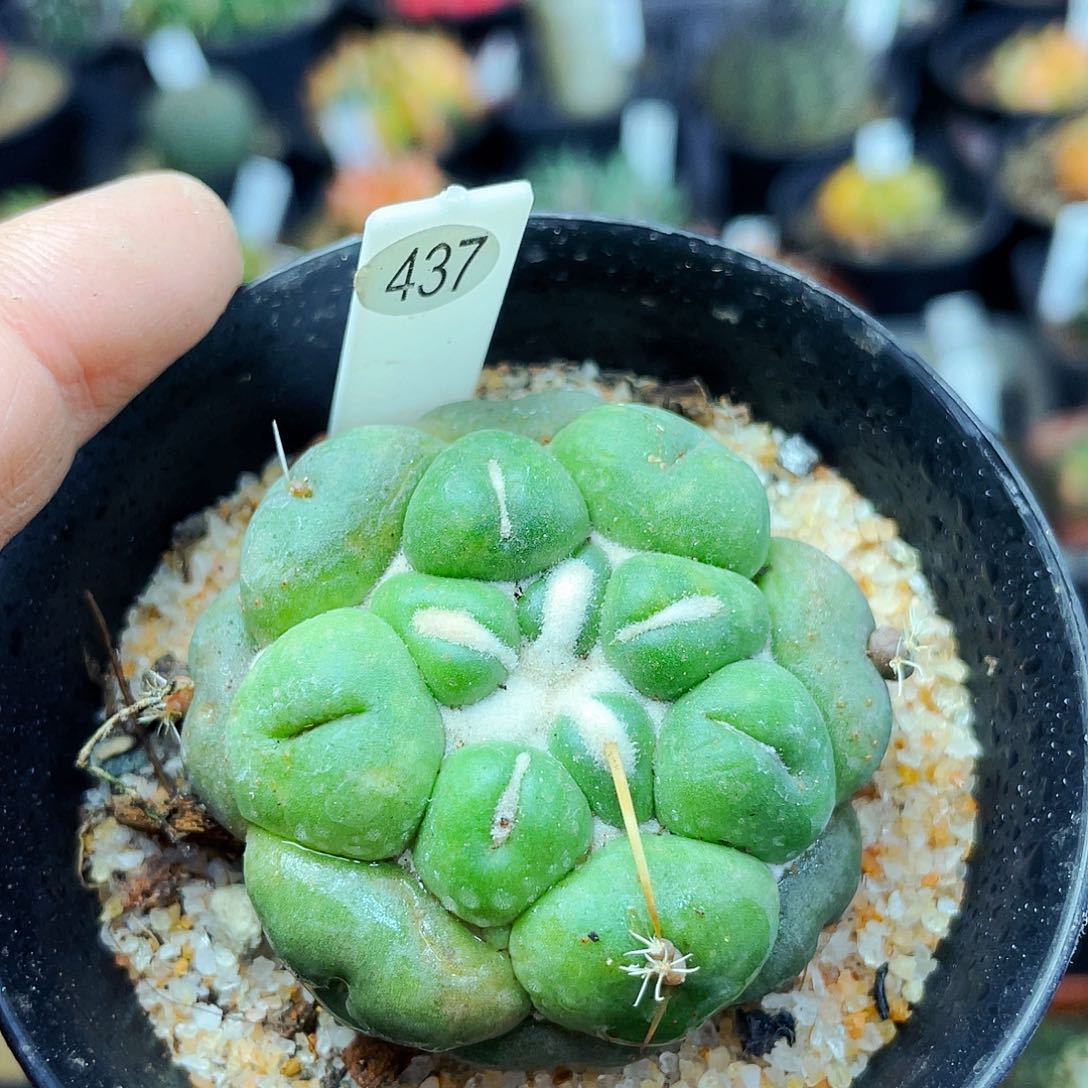 非偏远地区满25包邮仙人球