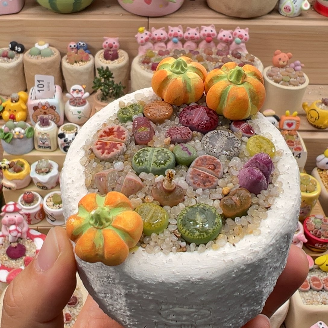 多肉植物133号彩色