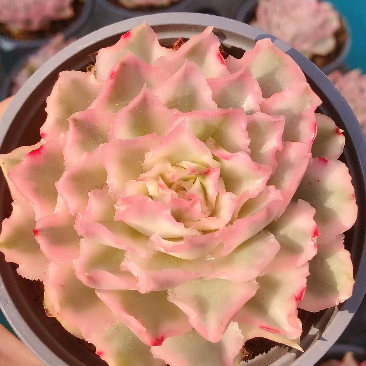 多肉植物   紫蝴蝶锦母本一颗（叶展7左右）满28包邮除偏远