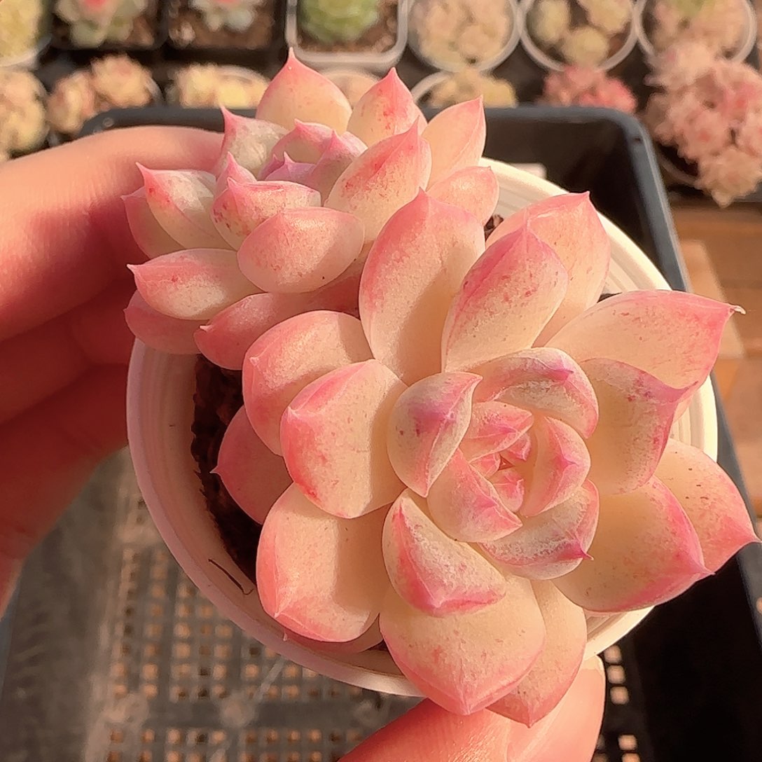 多肉1128-163白桃汽水