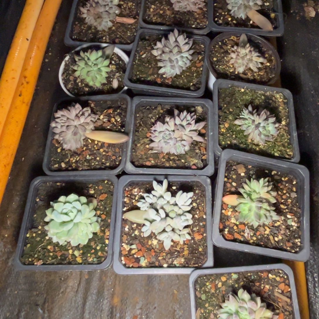 182幻影16颗一组