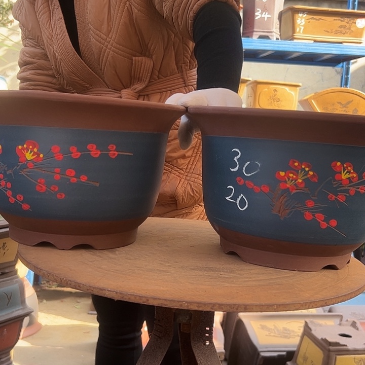 30+30蓝点菜平角金钟花盆花盆