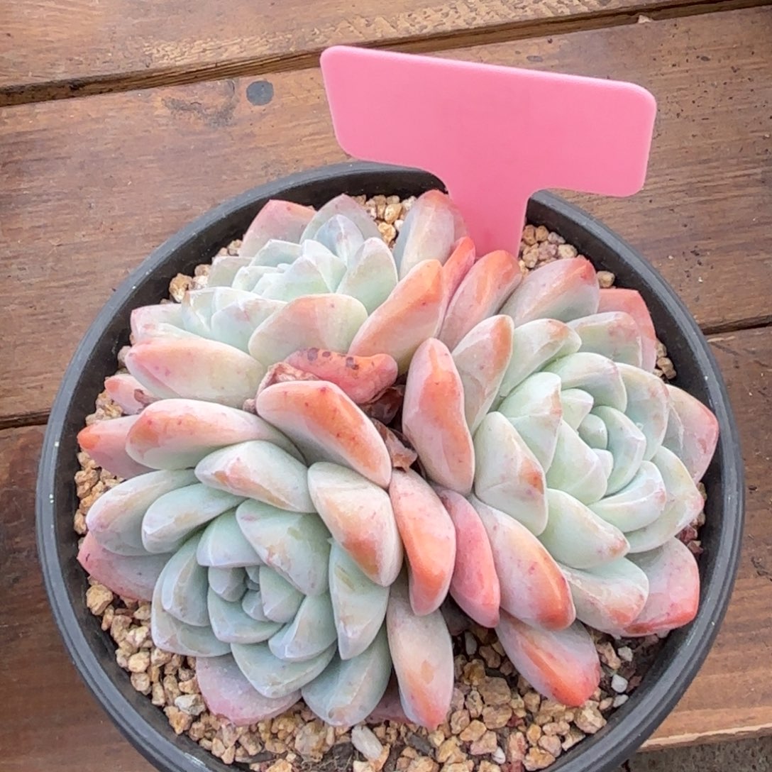 无花朵冰玉老桩1111