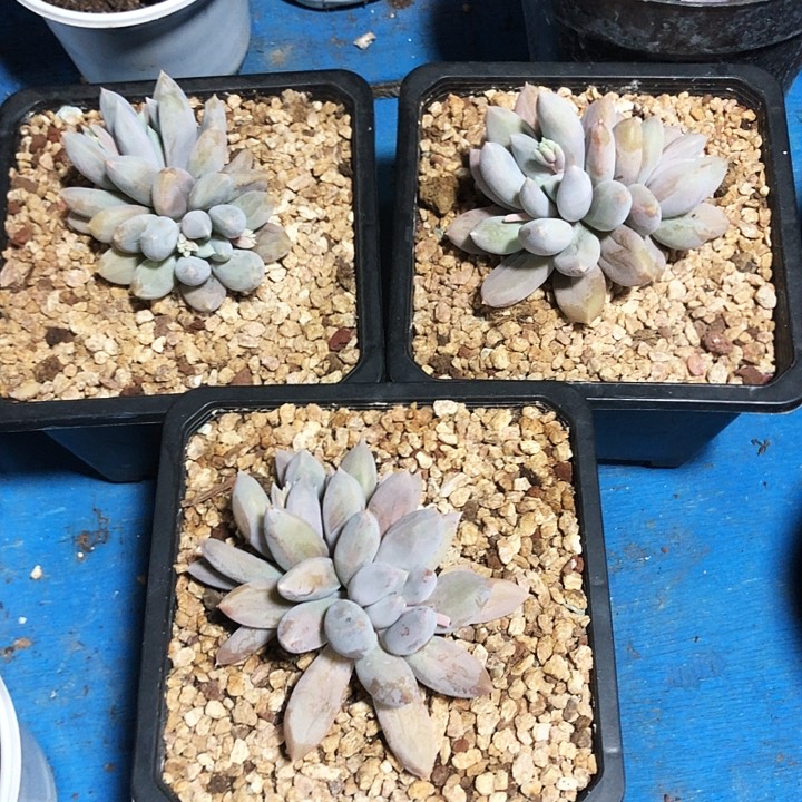 哥特萝莉多肉植物