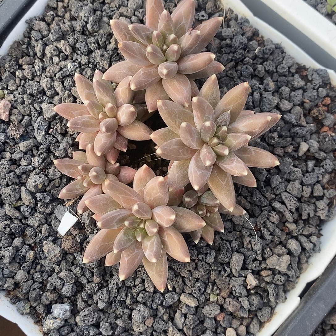 ****怪乌拉克拉一物一拍