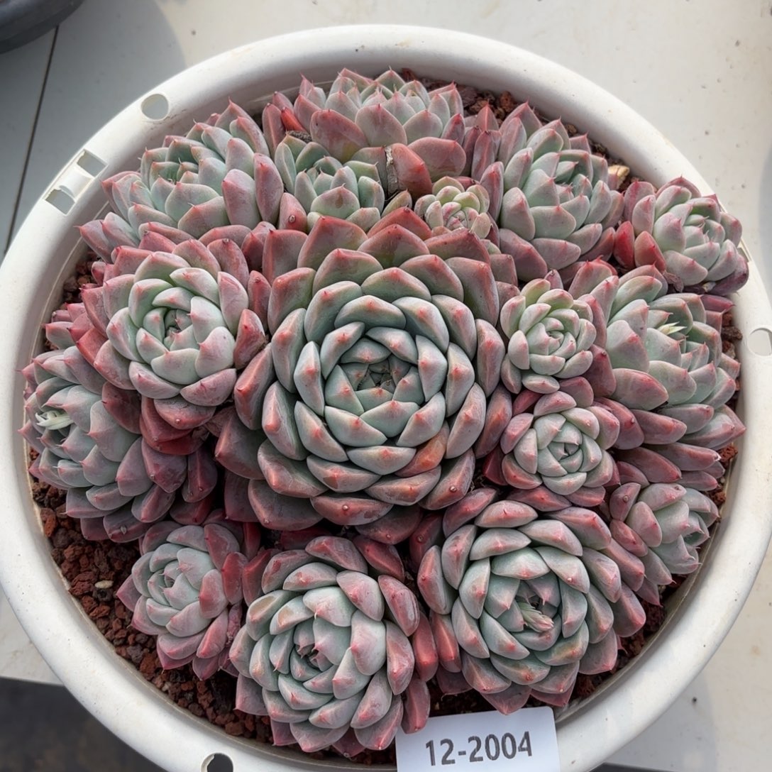 爱***瑞2004阿尔巴佳人多肉植物