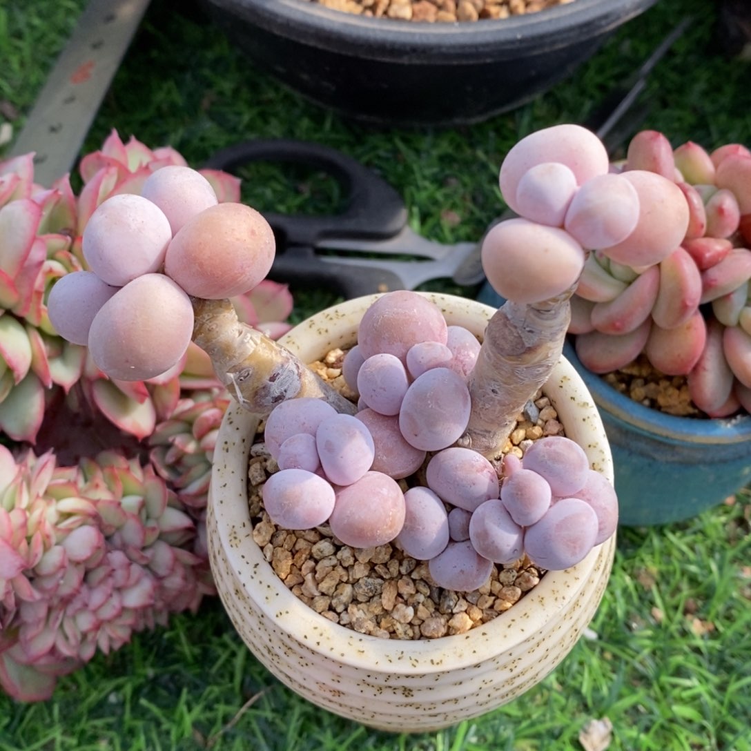 奶酪老桩无砍一物一拍