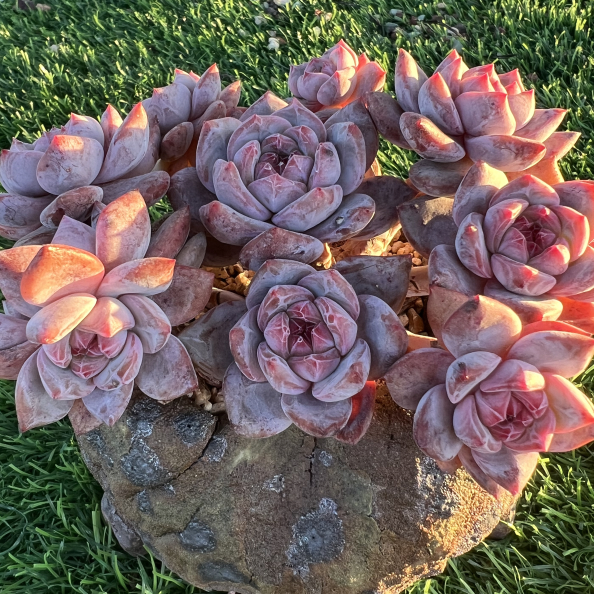 石榴子星影老桩精控多肉植物盆栽