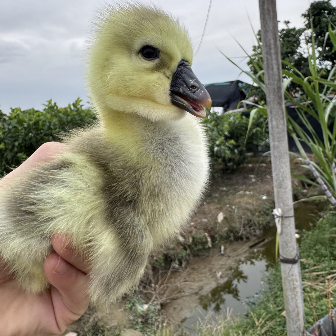 小金可爱宠物鸭出壳顺丰送到家