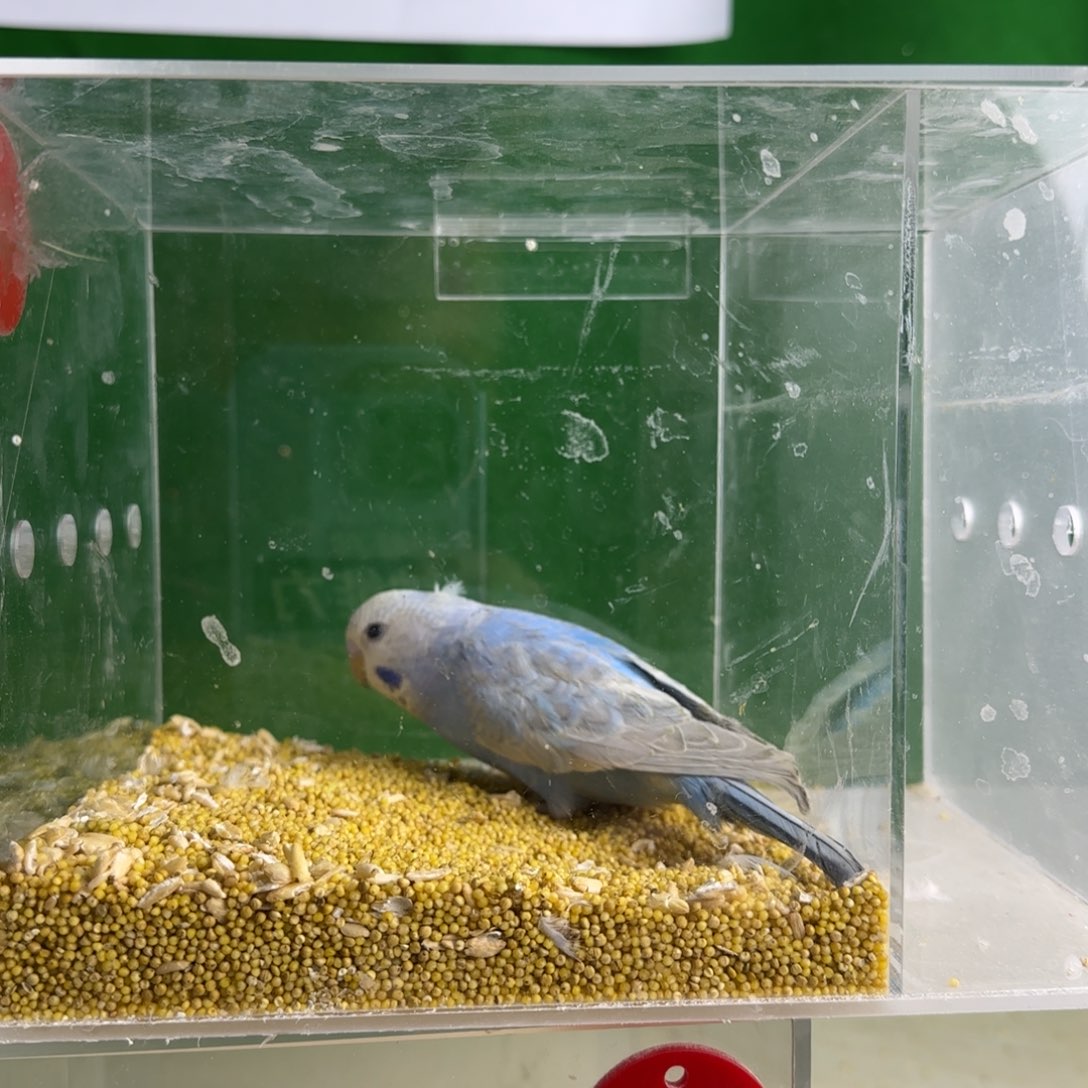 虎皮鹦鹉大头鹦鹉