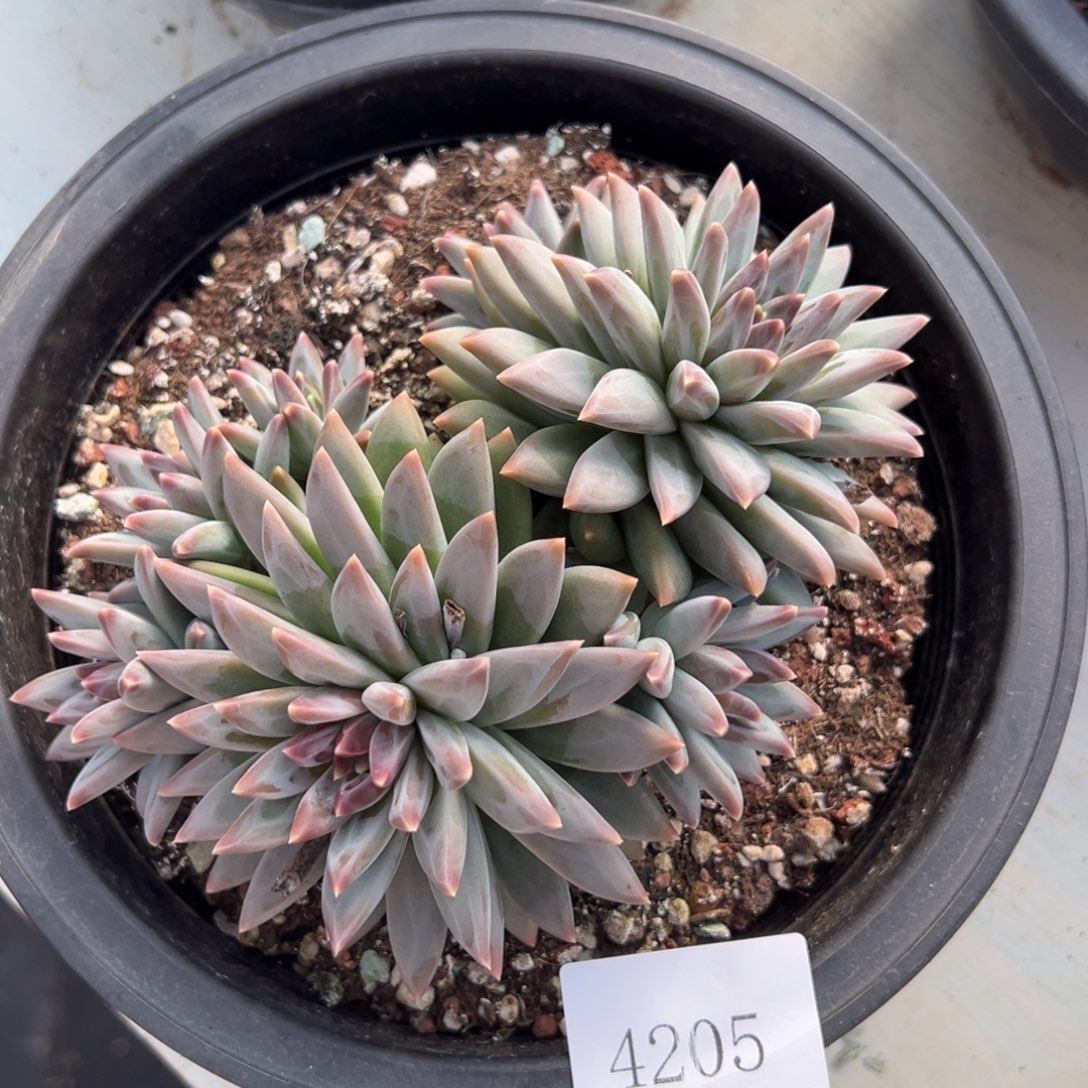 阳**贝4205不包整肉肉肉肉肉肉