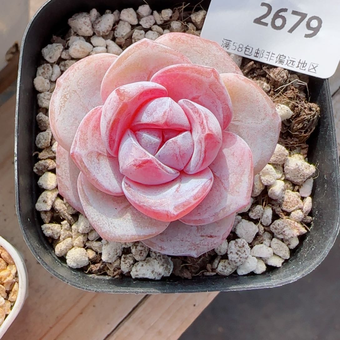 月白珍妮优选，2679多肉