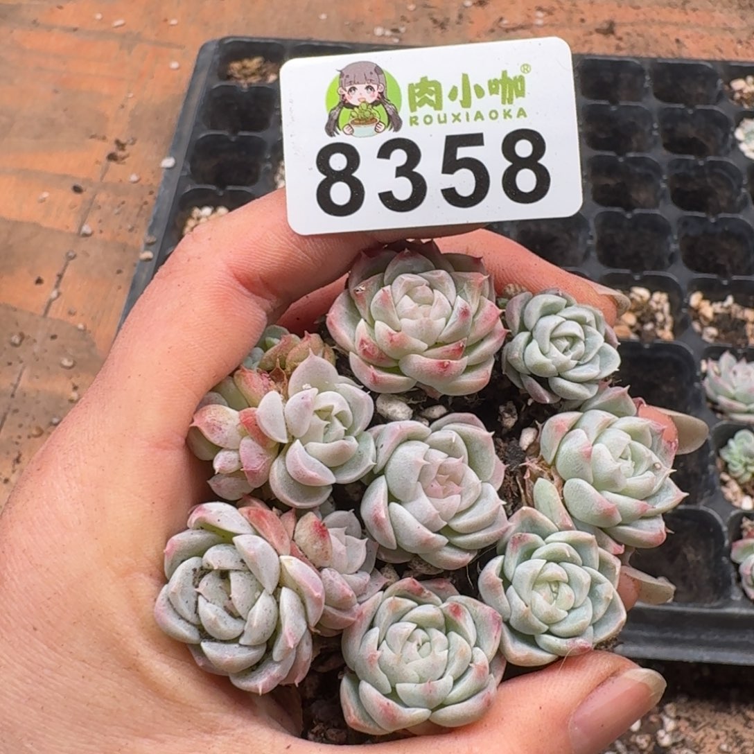多肉植物多肉植物