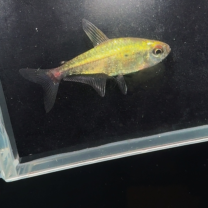 灯科鱼左下缸7号白金一点红 有黑点3cm左右 一条