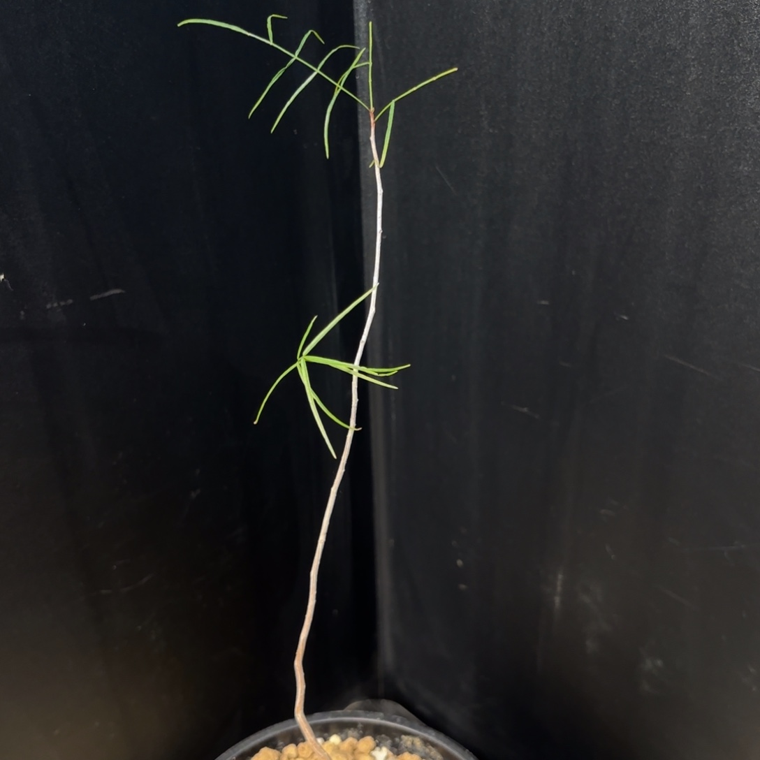 帕卡裂榄带盆土。