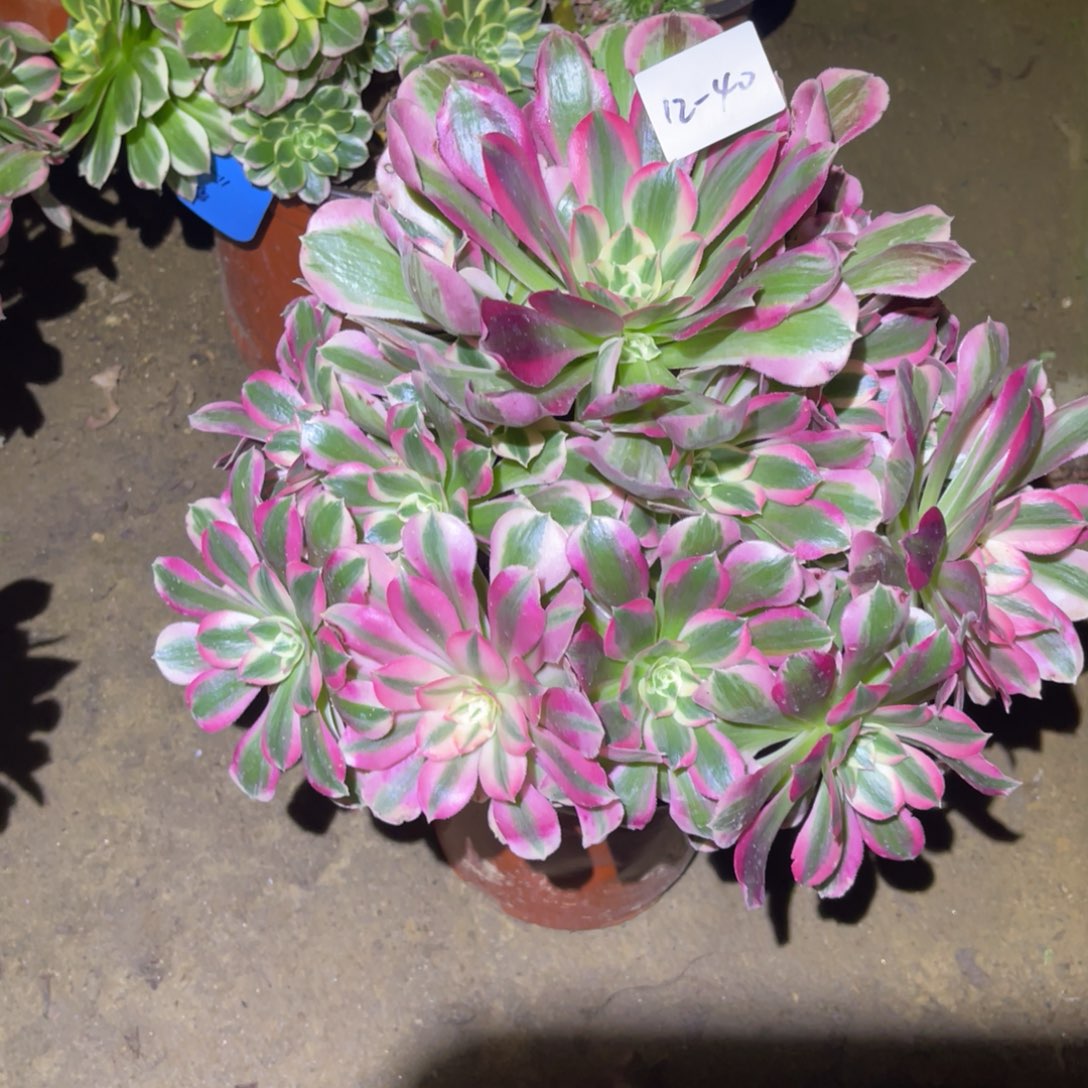 12-12-40布加迪法师锦