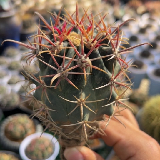 精品（小号刈穗玉）福利